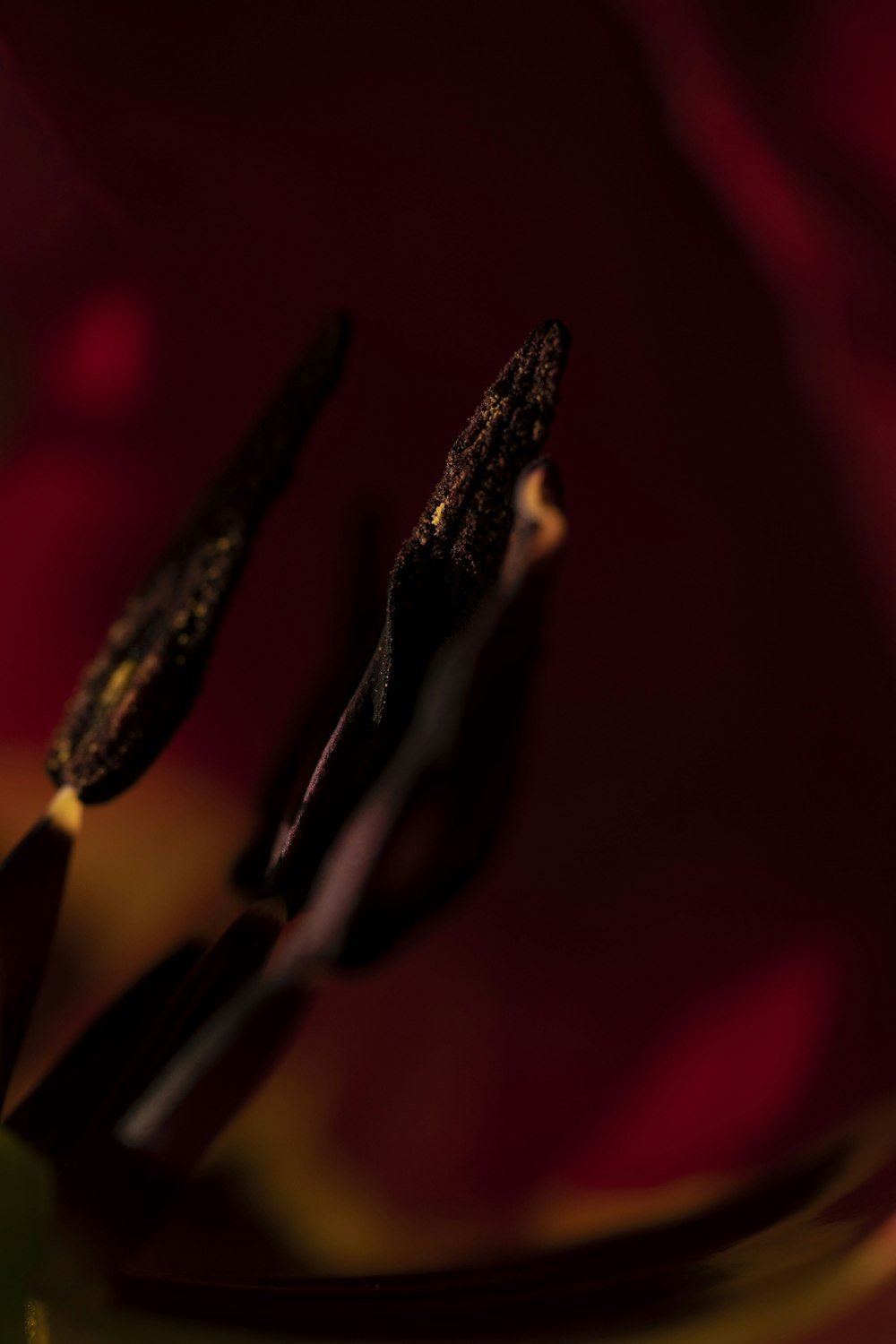 a close up of a flower with a blurry background