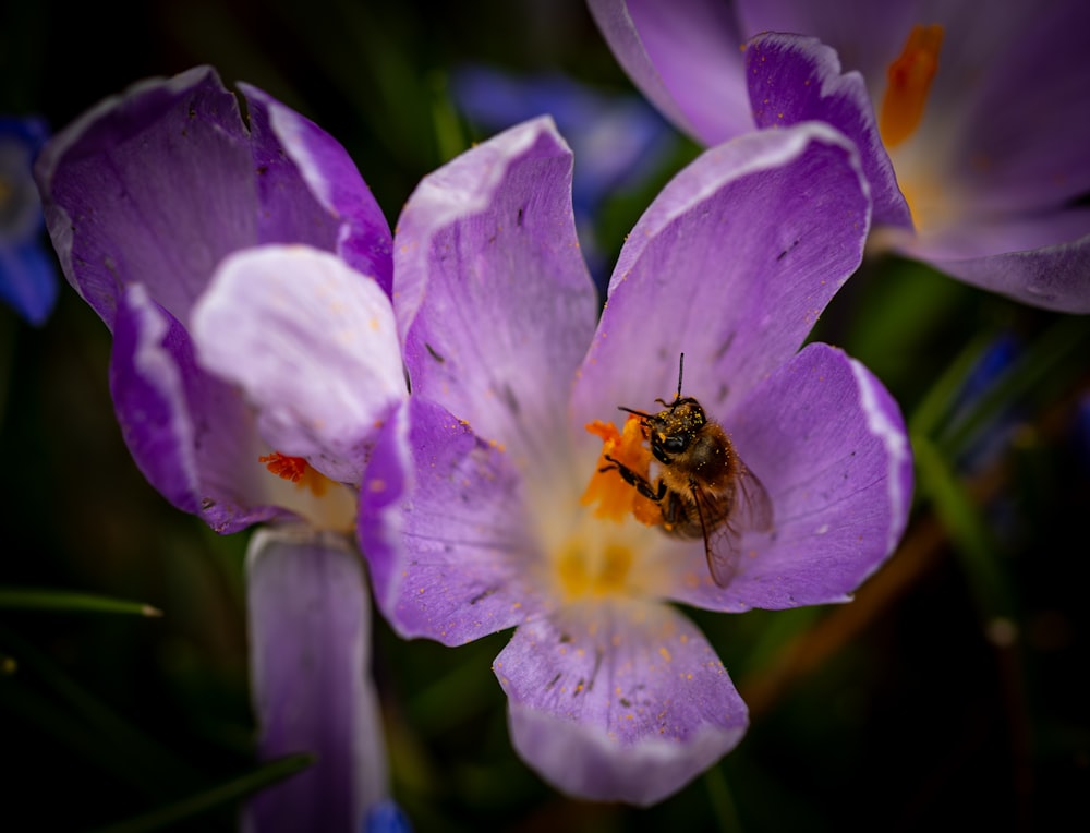 a bee sitting on top of a purple flower