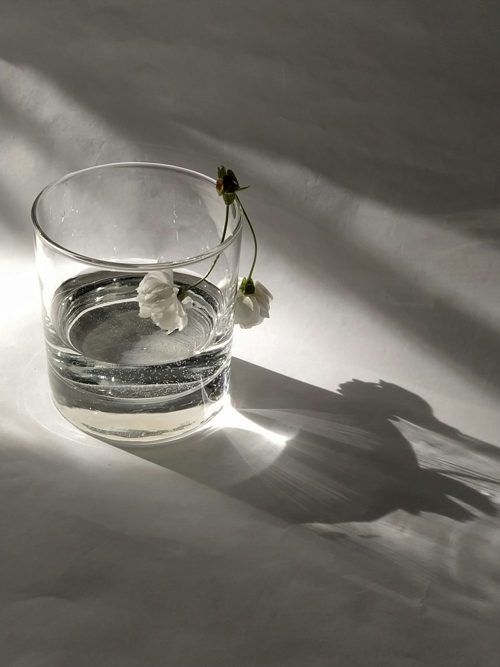 a glass of water with a flower in it