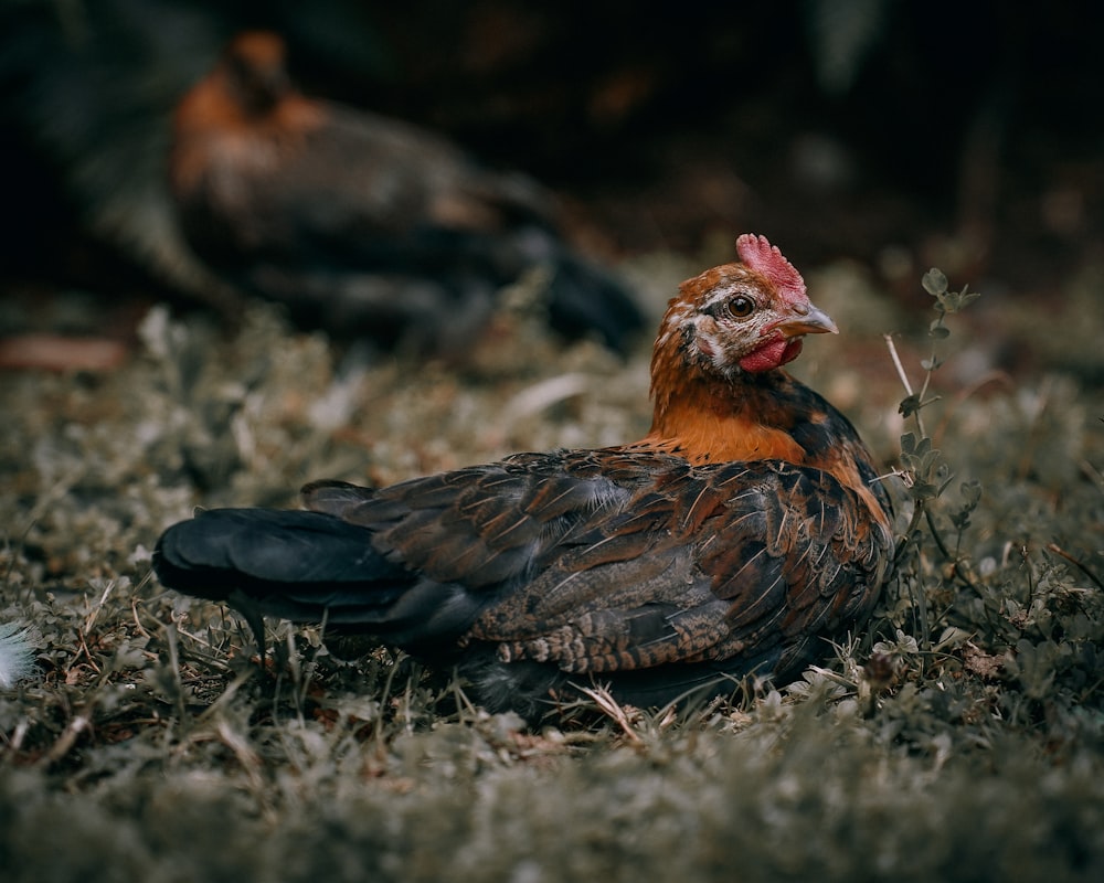 a close up of a chicken on the ground