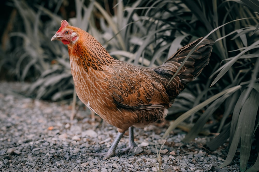 a brown chicken standing on top of a gravel road