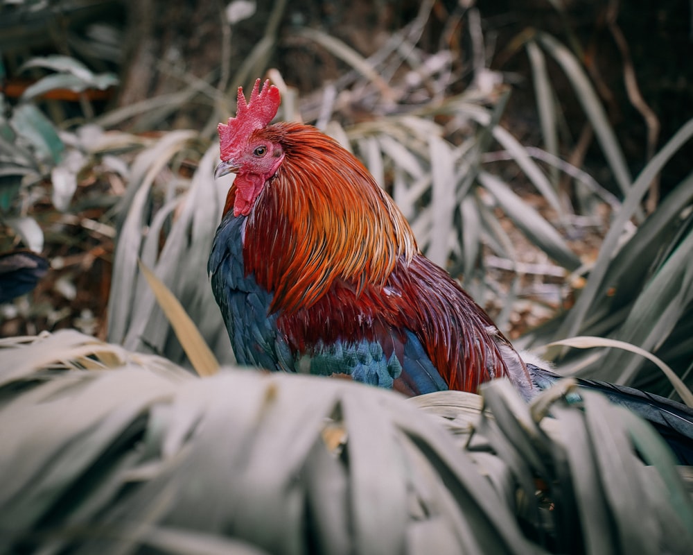 a rooster is standing in a field of grass