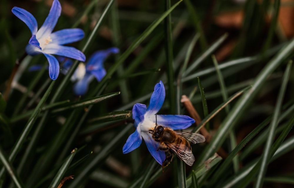 a bee sitting on top of a blue flower