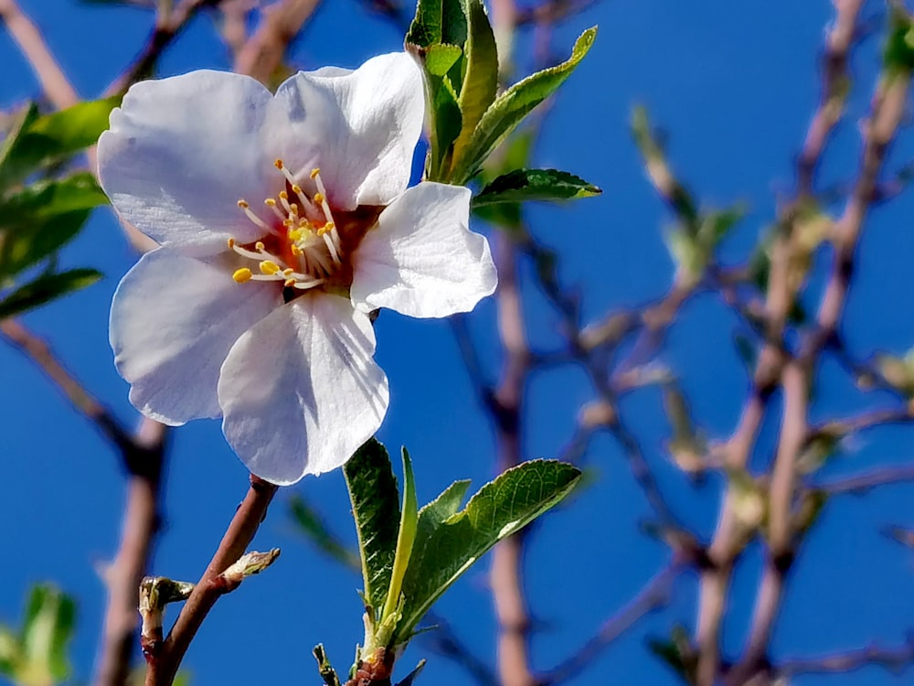 a white flower with a blue sky in the background
