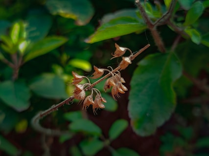 Modern research validates the ancient wisdom associated with Tulsi