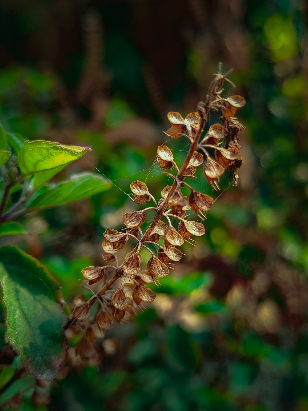 a close up of a plant with lots of leaves