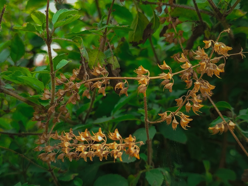 a bunch of flowers that are on a tree