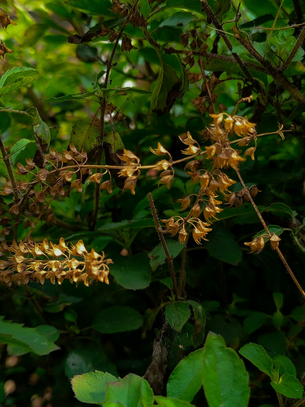 a bunch of flowers that are on a tree