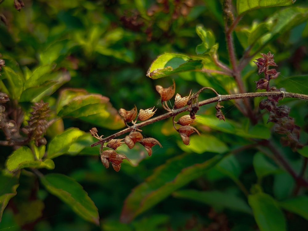 a close up of a branch with flowers on it