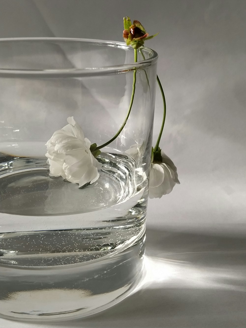 a white flower in a glass of water