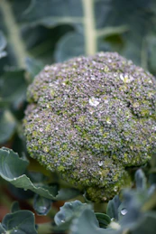 a close up of a broccoli plant with lots of leaves
