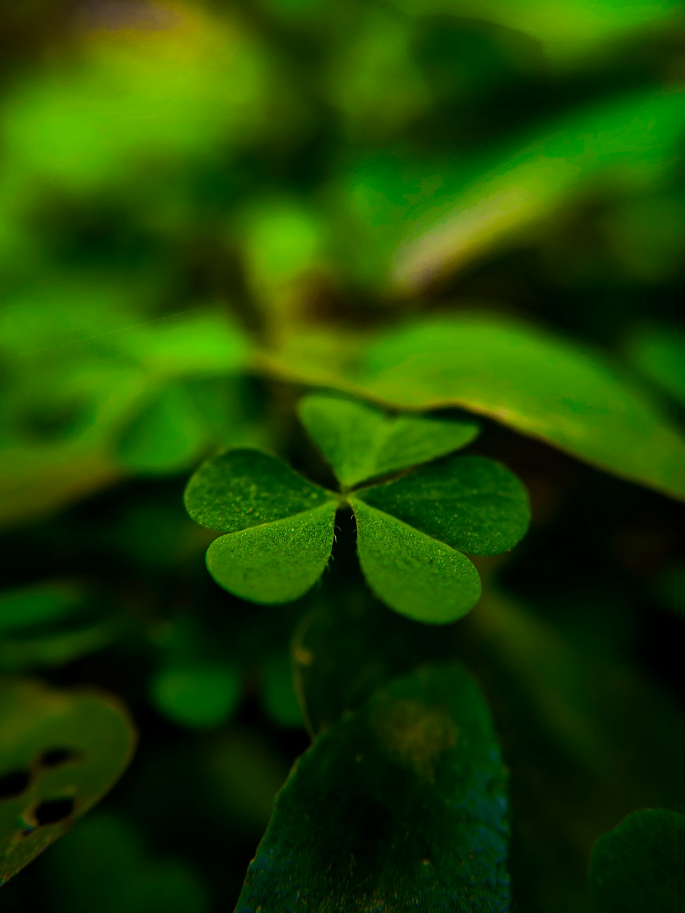 a four leaf clover is reflected in a pool of water