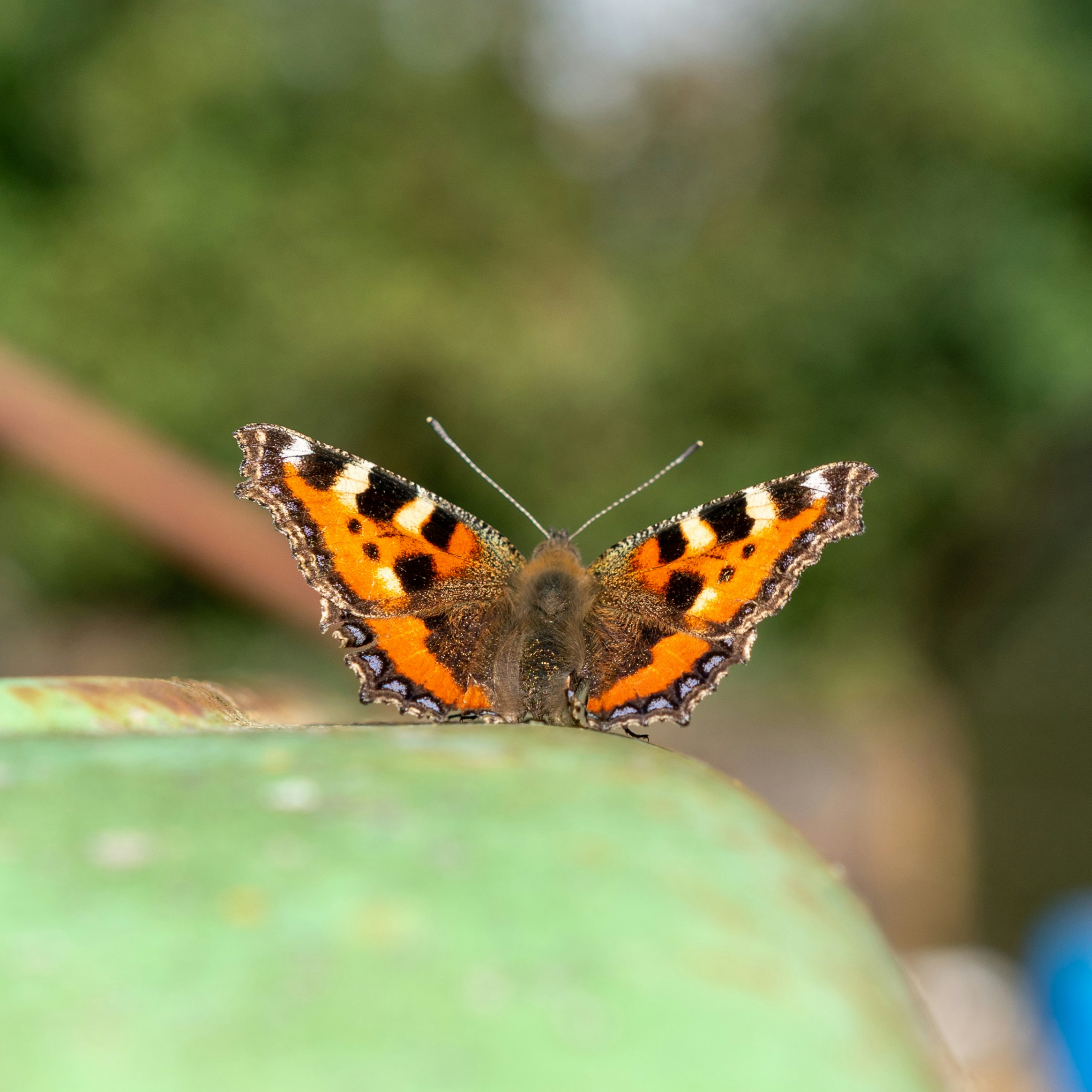 Photo by paulkennymcgrath