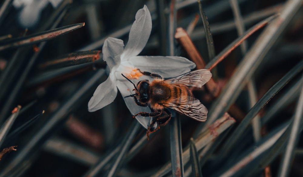 a bee sitting on top of a white flower