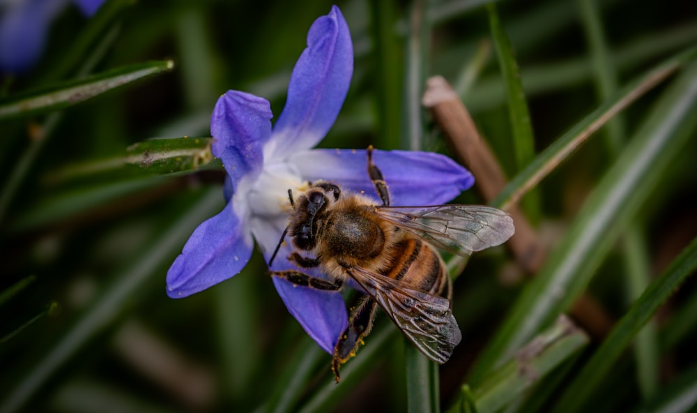 a bee sitting on top of a purple flower