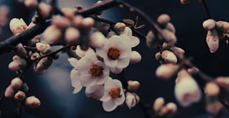 a close up of a tree with white flowers