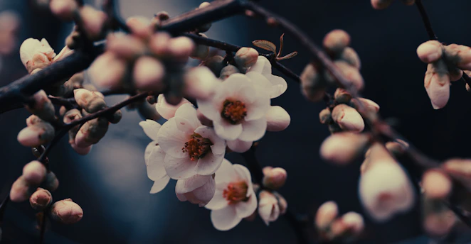 a close up of a tree with white flowers