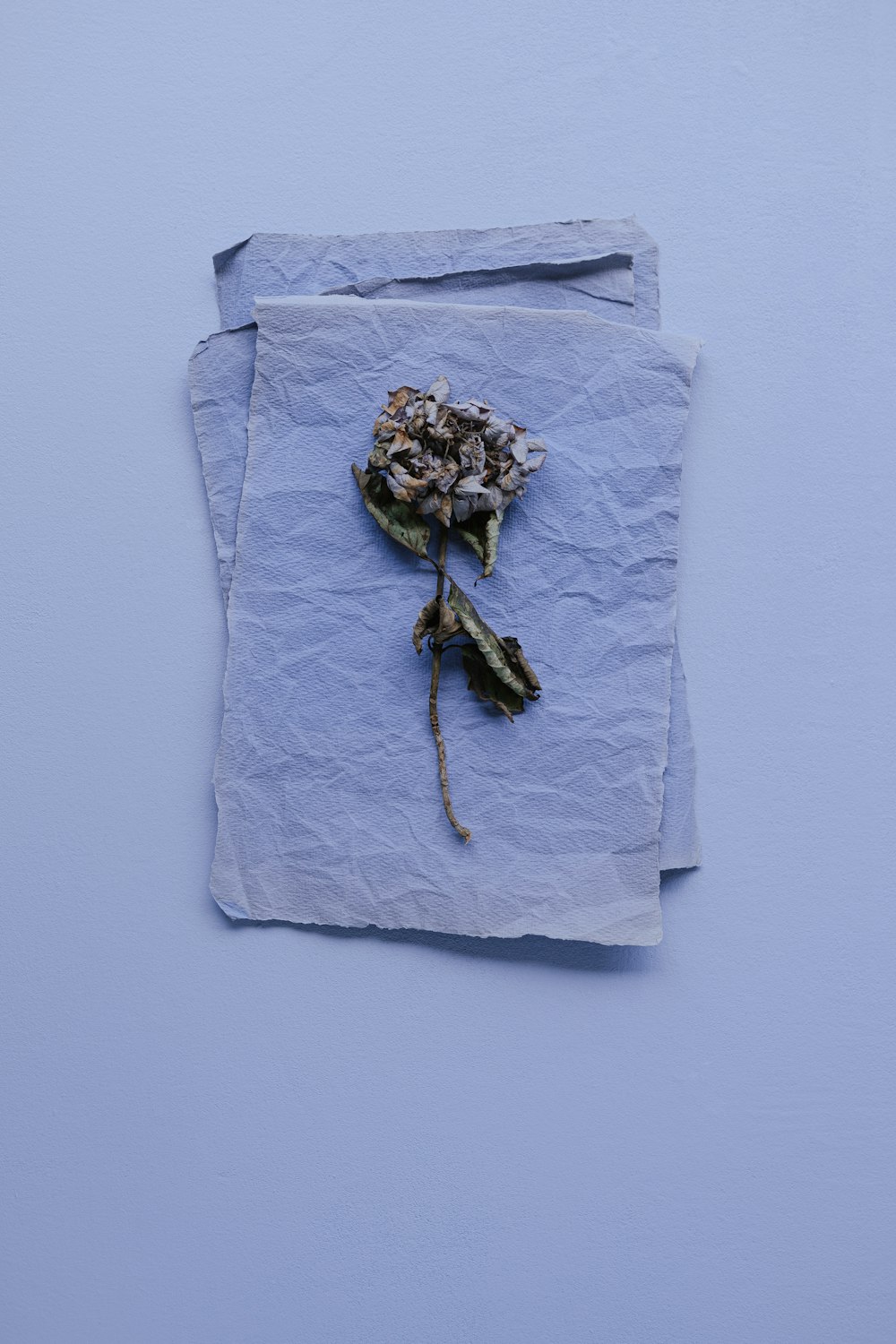ein Blatt Papier mit einer getrockneten Blume darauf