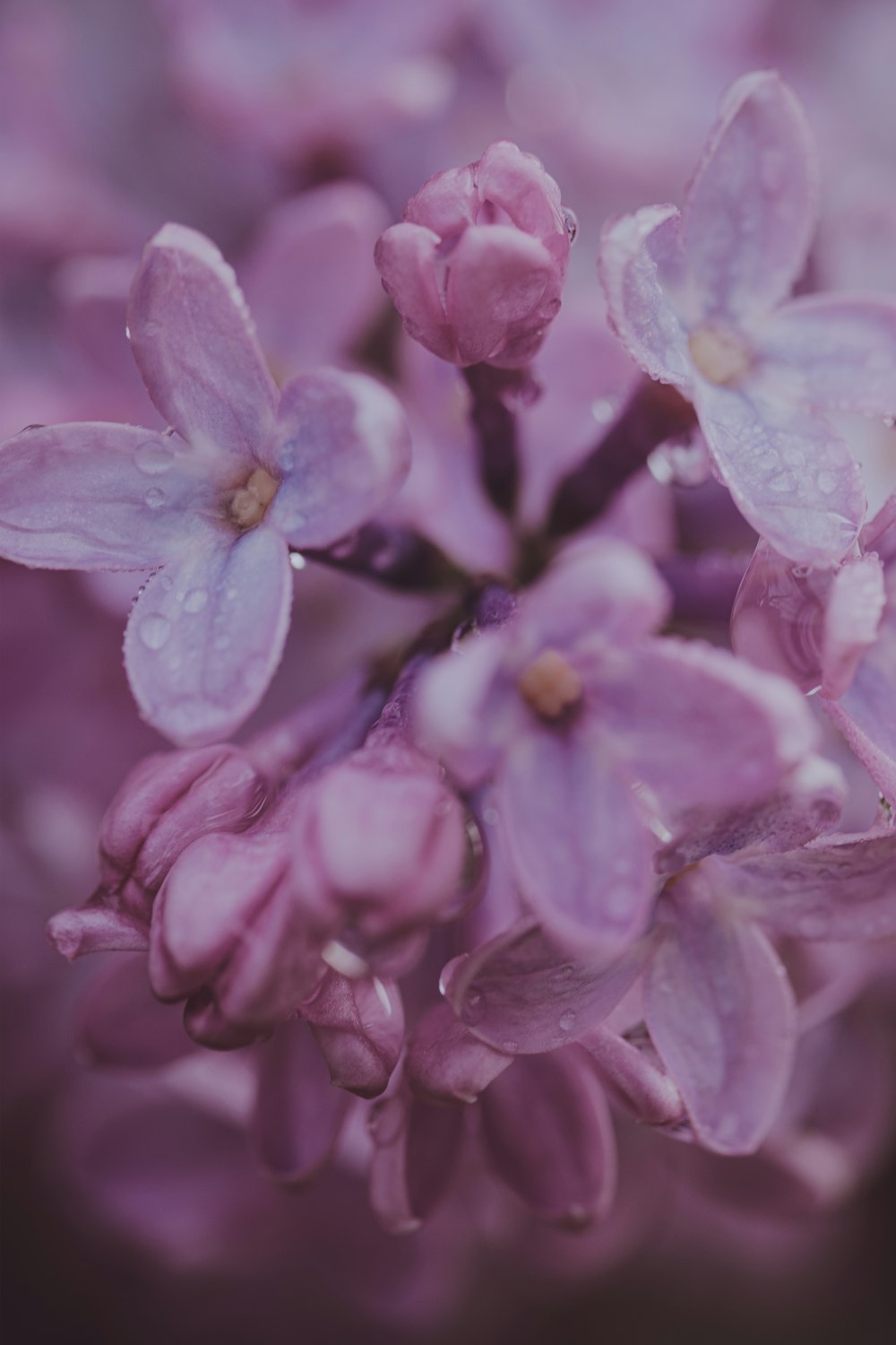 a bunch of purple flowers with water droplets on them