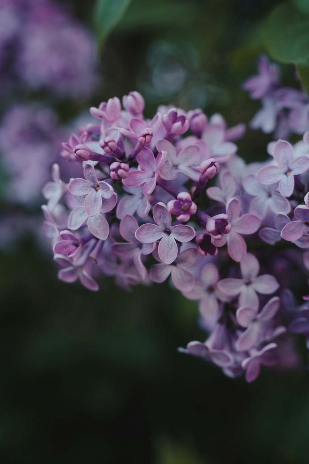 a close up of a bunch of purple flowers