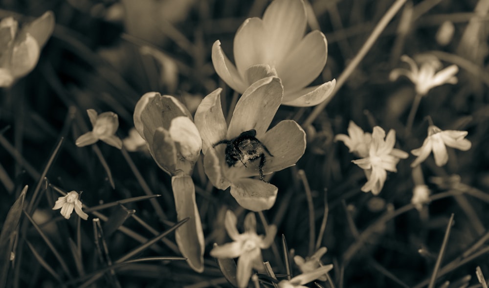 a black and white photo of a bee on a flower