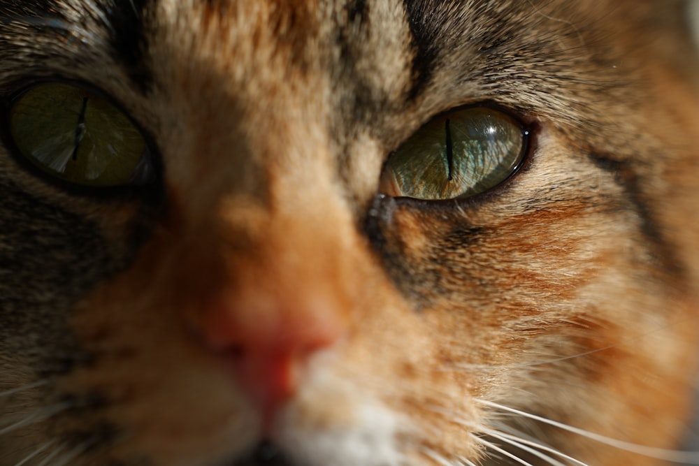 a close up of a cat's face with green eyes