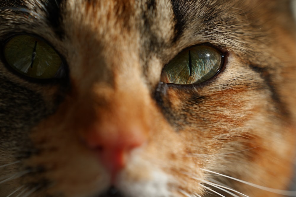 Un primer plano de la cara de un gato con ojos verdes