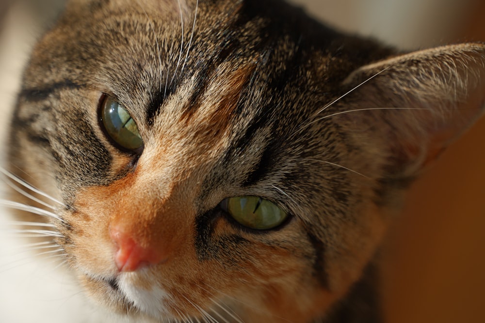 a close up of a cat with green eyes