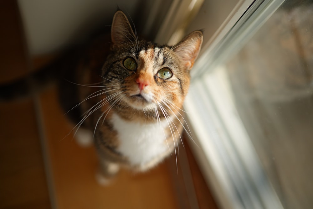 a cat is looking up at the camera