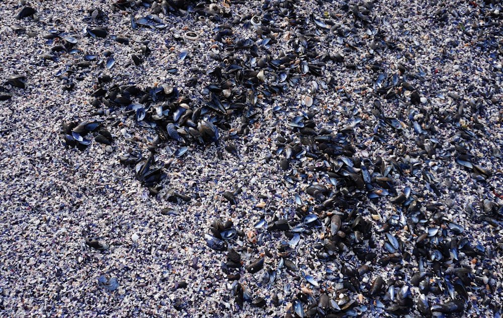 a bunch of black shells on a beach