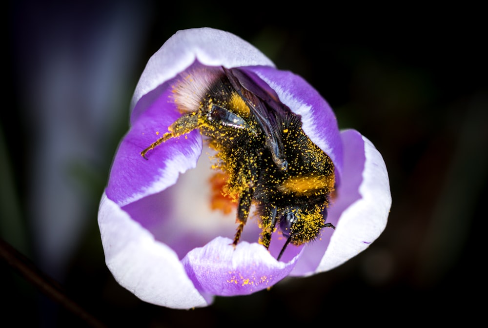 a close up of a bee on a flower