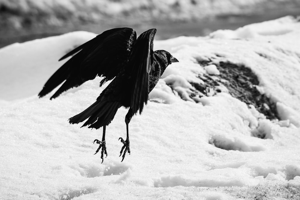 a black and white photo of a bird in the snow