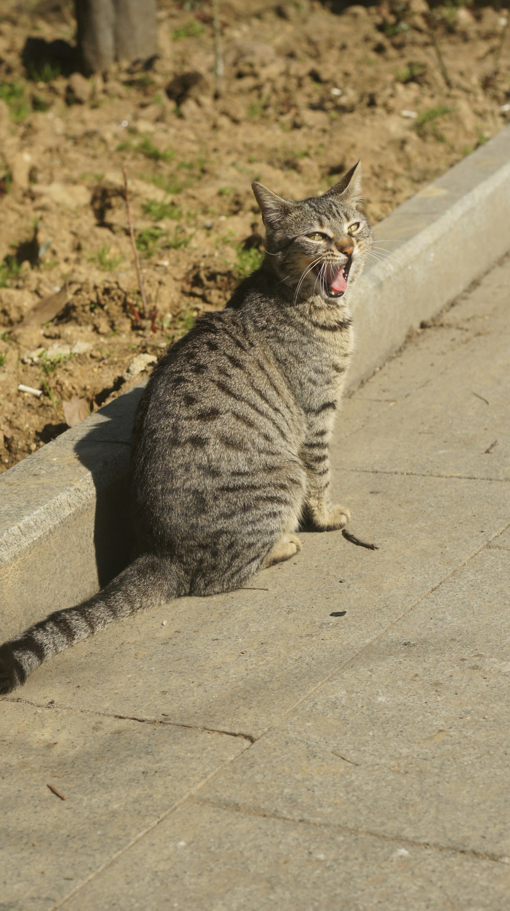 a cat yawns while sitting on a sidewalk