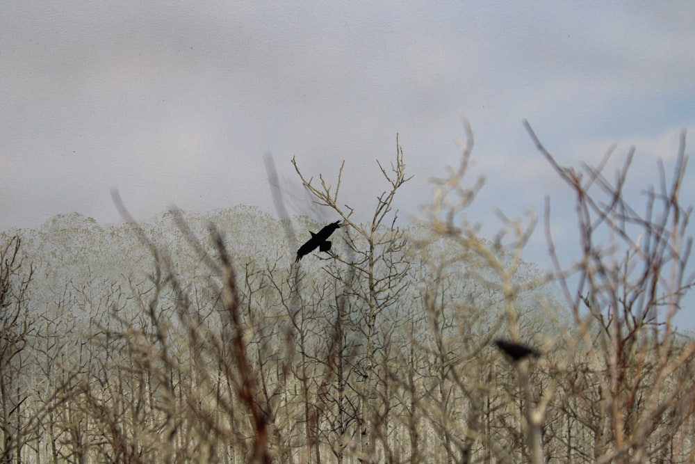 枯れ草の上に座る黒い鳥