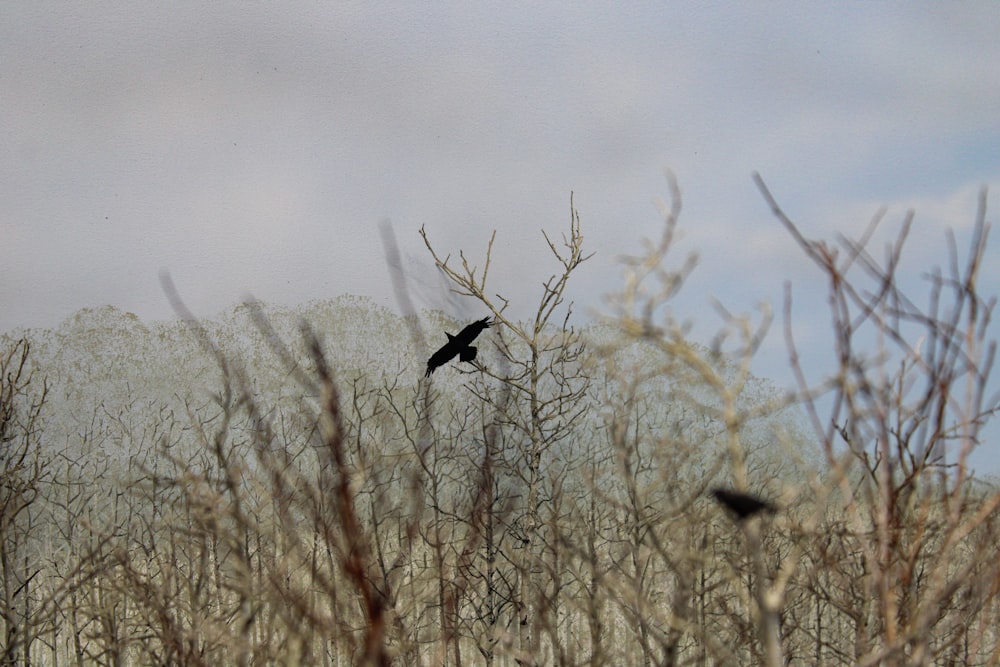 um pássaro preto sentado em cima de um campo de grama seca