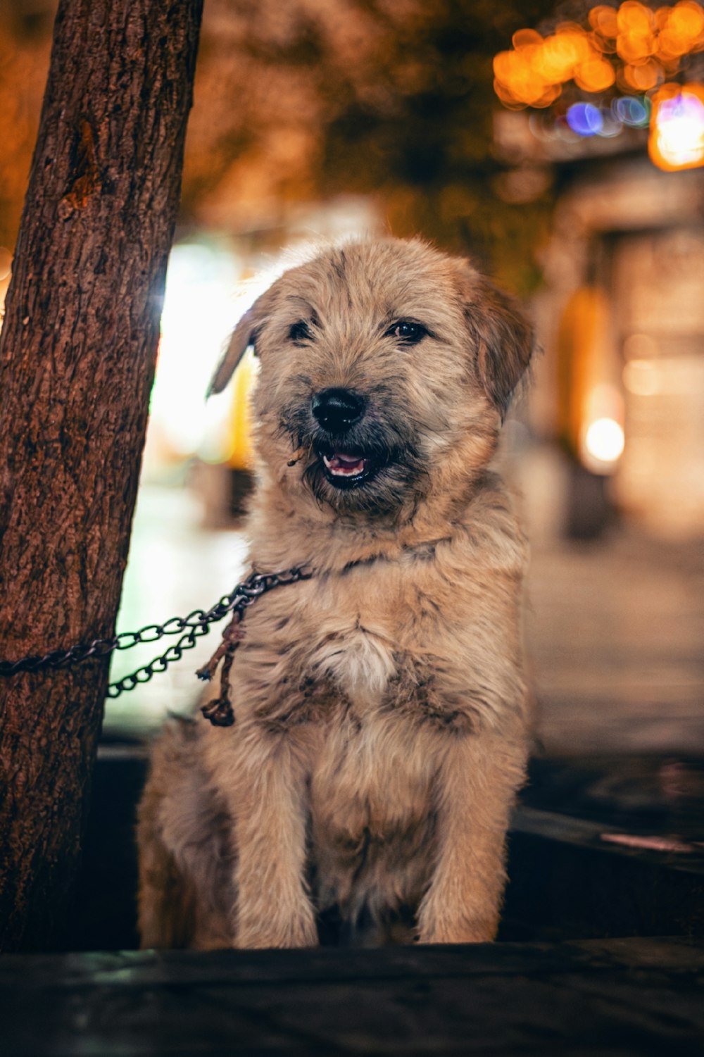 a small brown dog sitting next to a tree