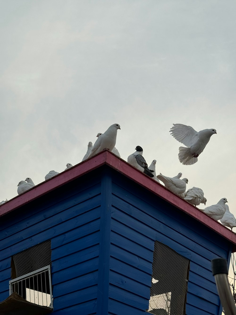 파란 건물 꼭대기에 앉아있는 새 떼