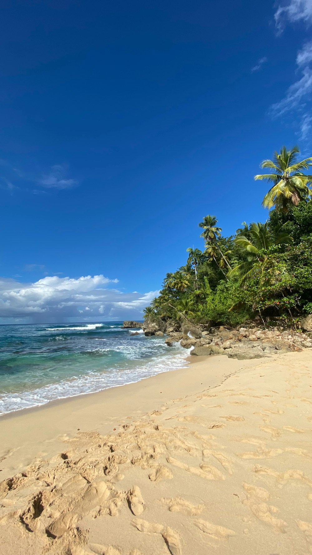 a sandy beach next to the ocean with palm trees