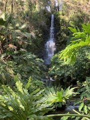a small waterfall in the middle of a forest