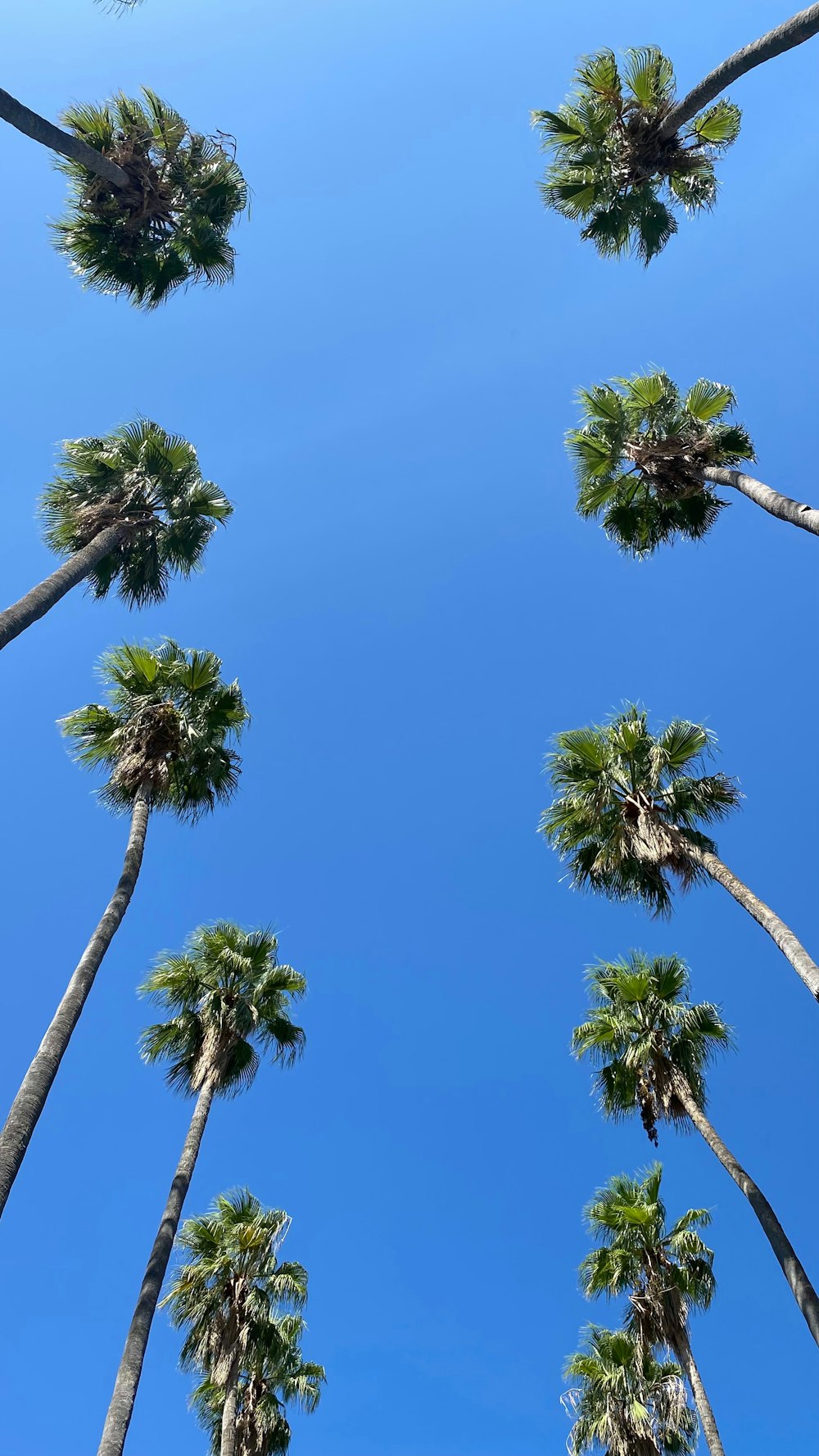 a group of palm trees with a blue sky in the background