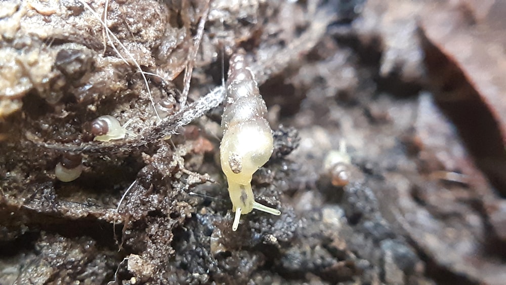 Nahaufnahme einer Schnecke, die auf einem Stück Holz krabbelt