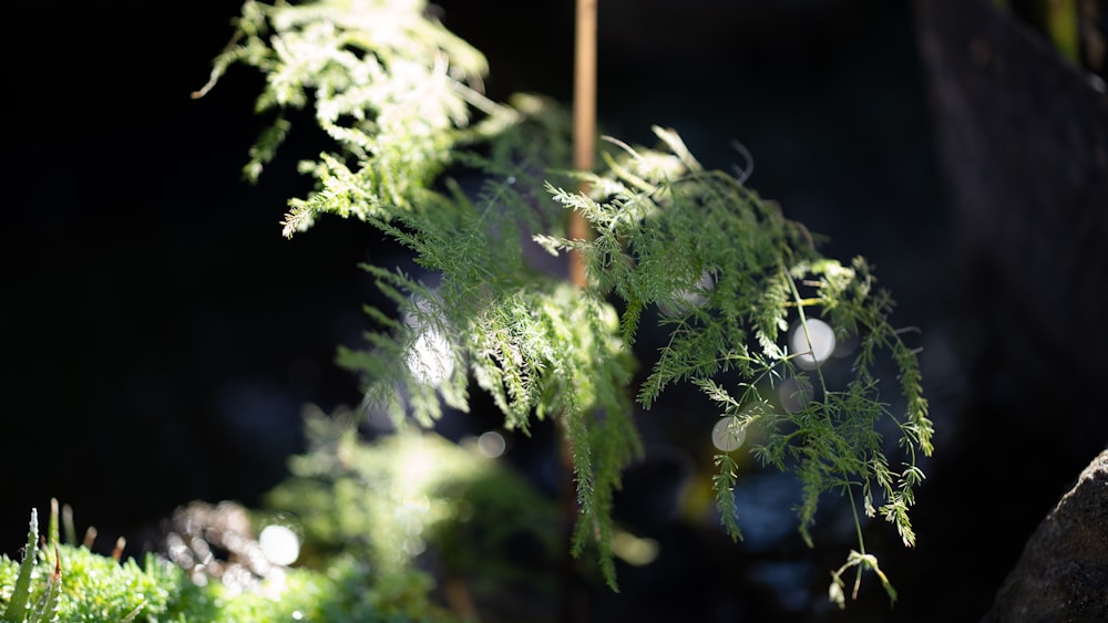 a close up of a plant with green leaves