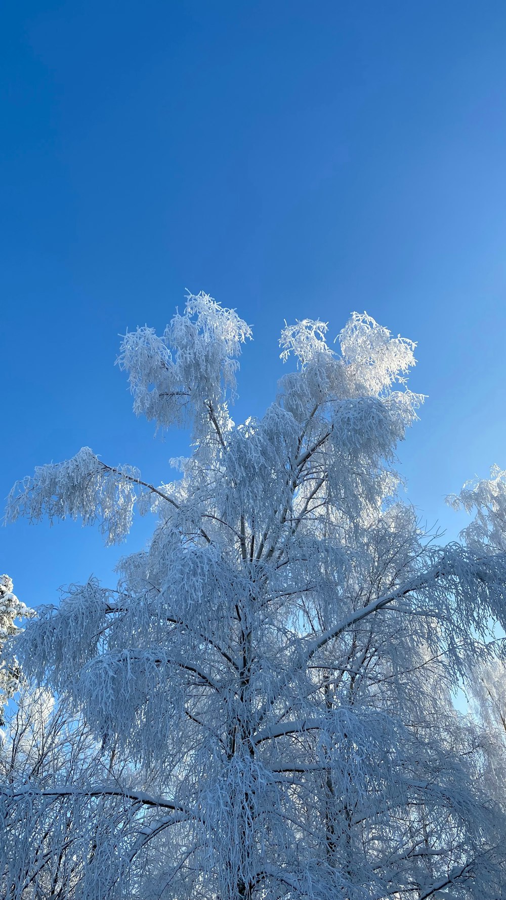 a snow covered tree with a blue sky in the background