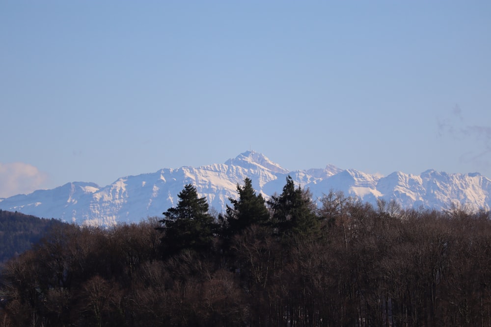 a snowy mountain range with trees in the foreground
