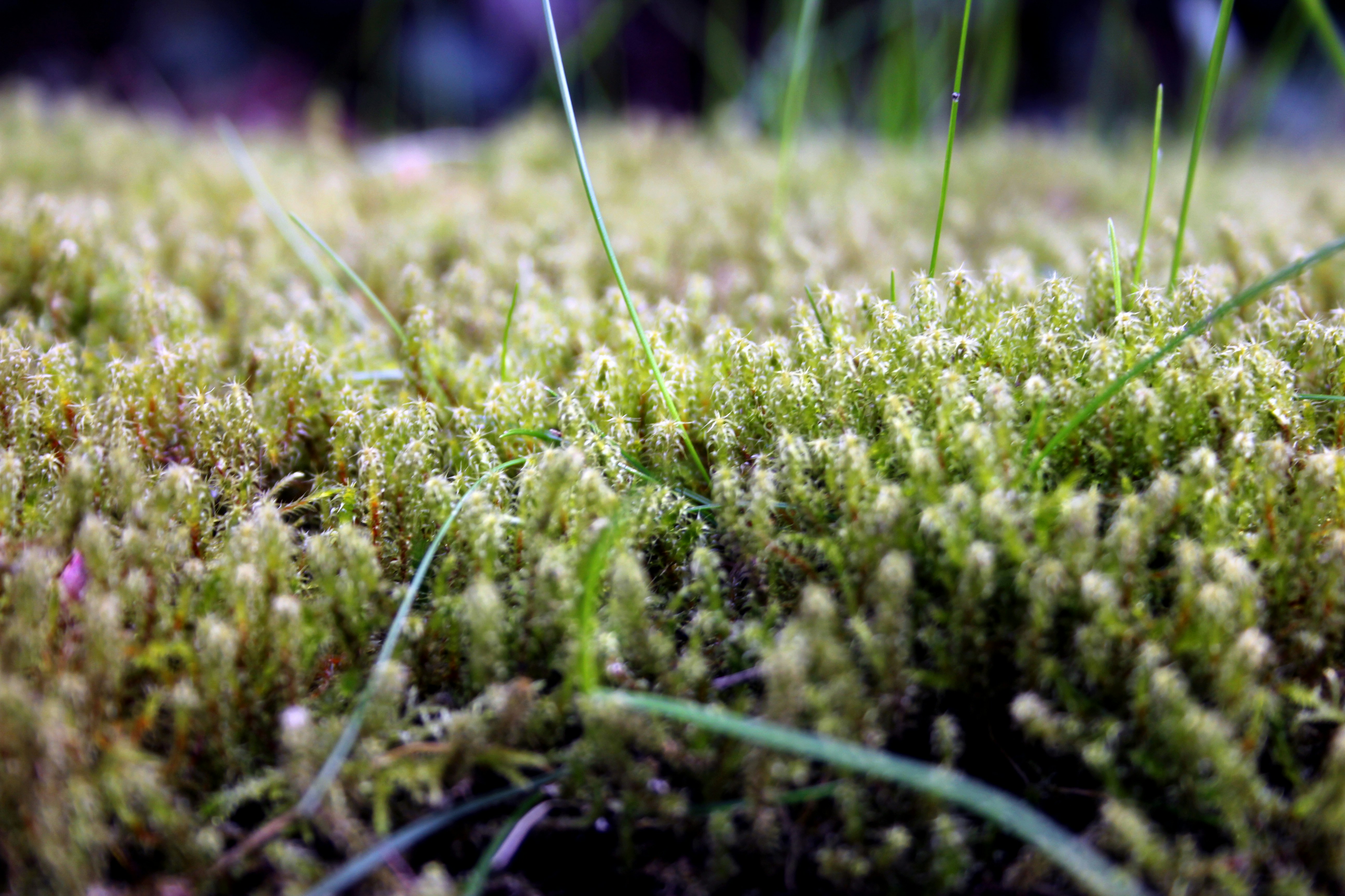 Photo by beautifulmutantstudio