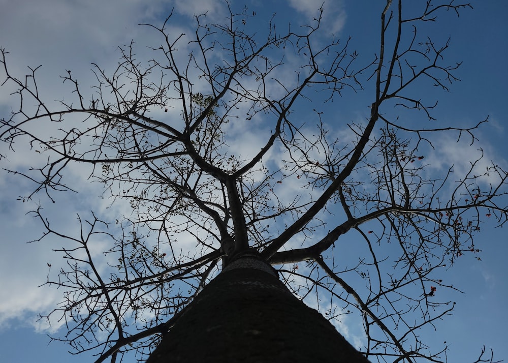 the top of a tree with no leaves