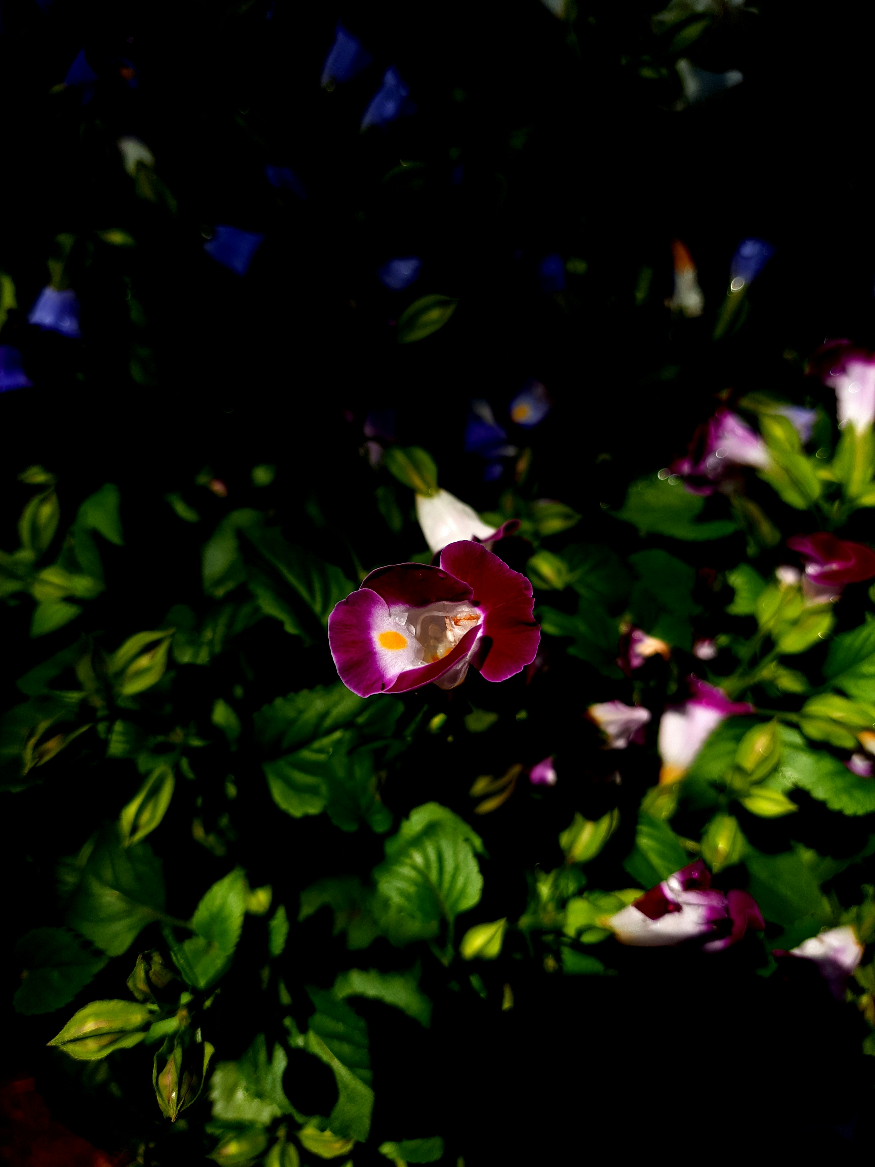 Photo by shutters_flutter