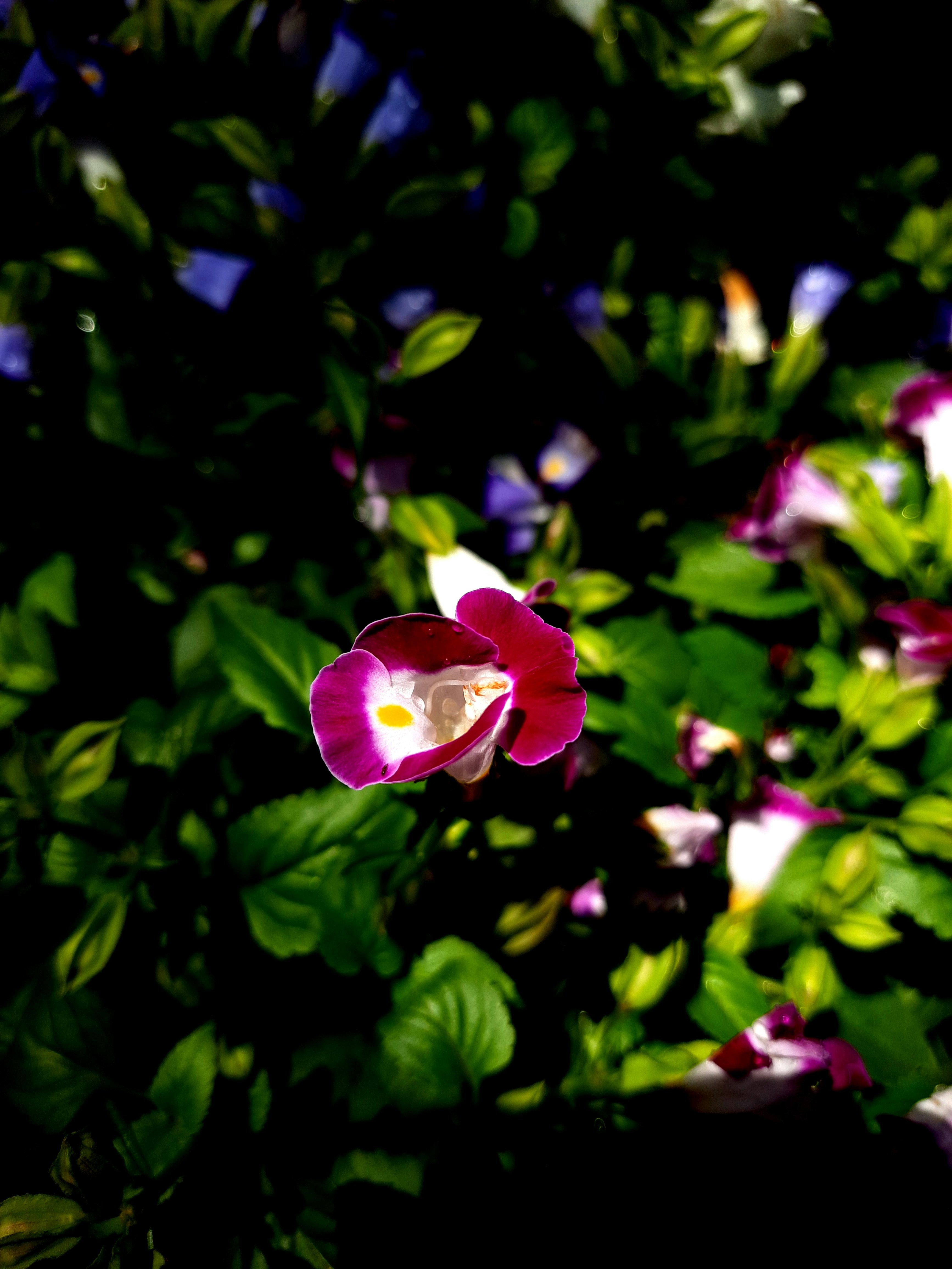 Photo by shutters_flutter