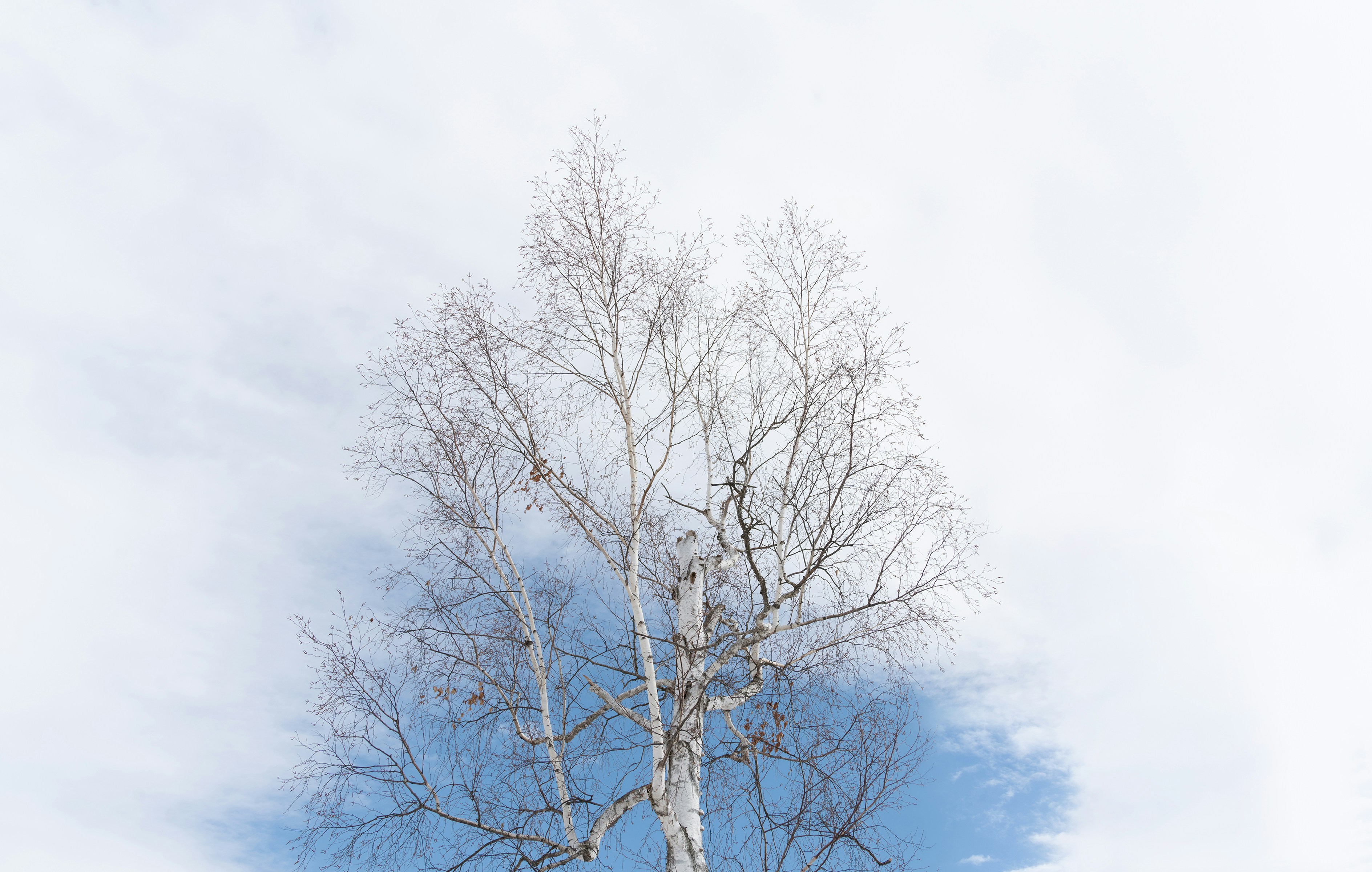 Photo by lilidongdong