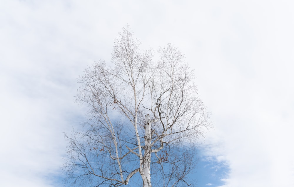 잎사귀가 없는 키 큰 흰 나무